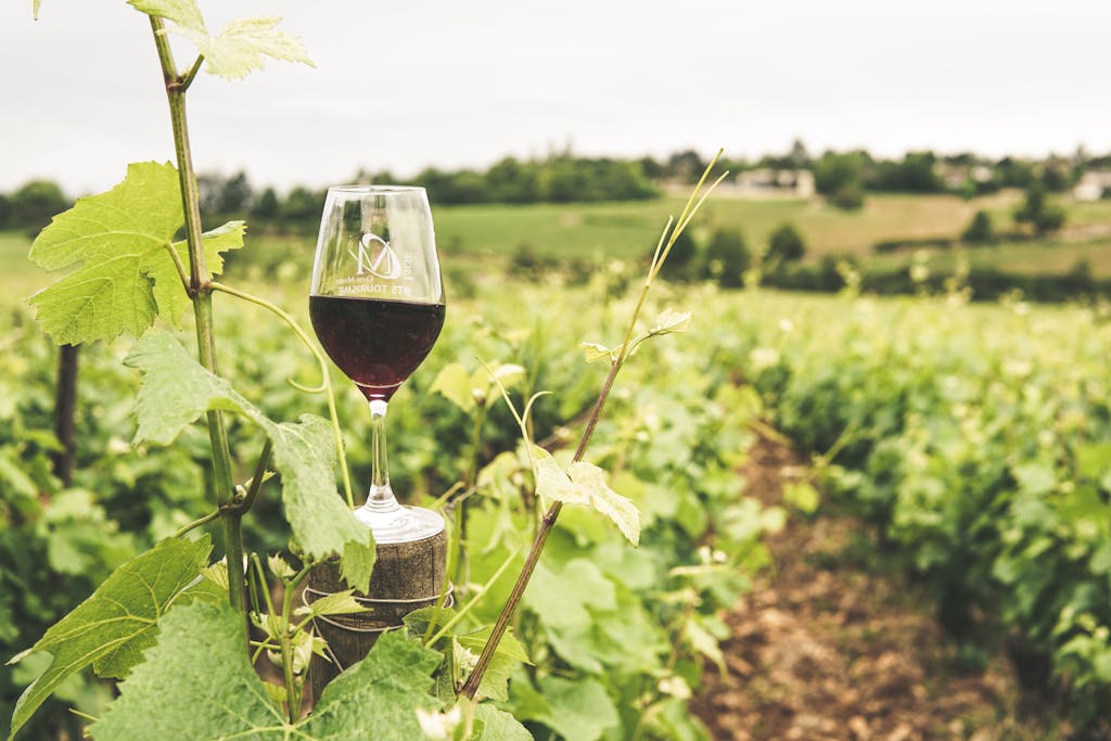 Verre de vin rouge au milieu des vignes