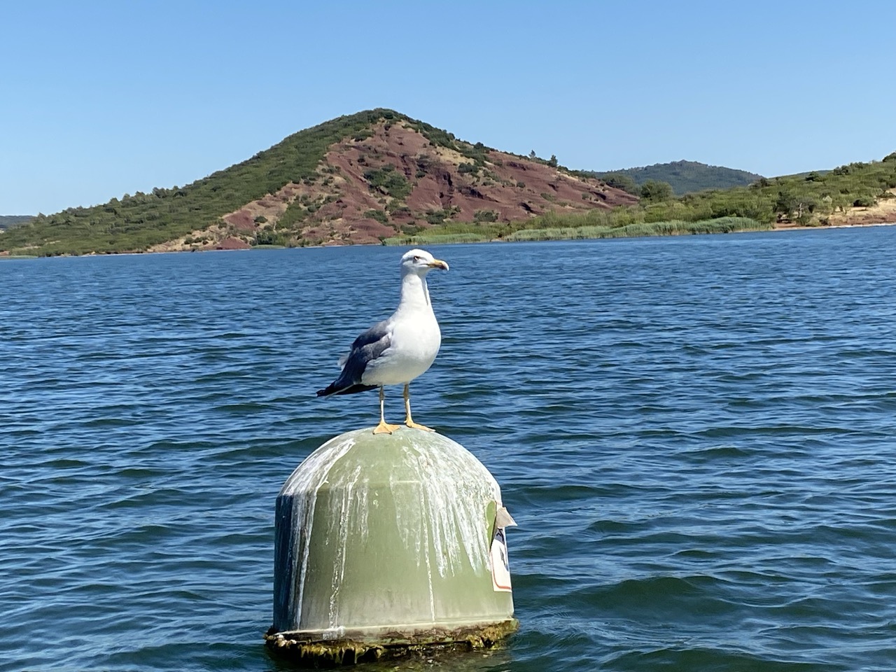 une mouette au lac du Salagou